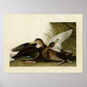 Platte 302 Dusky Duck Vögel in Amerika Poster