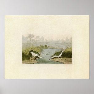 Platte 310 Gepunktet Sandpiper Vögel in Amerik Poster