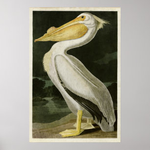 Platte 311   American White Pelican Poster