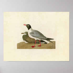 Platte 314   Schwarzer Schädel   Vögel in Amerika Poster