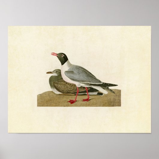 Platte 314 | Schwarzer Schädel | Vögel in Amerika Poster (Vorne)