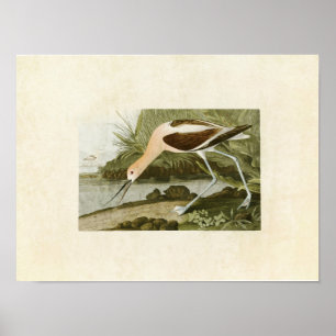 Platte 318 American Avocet Vögel in Amerika Poster