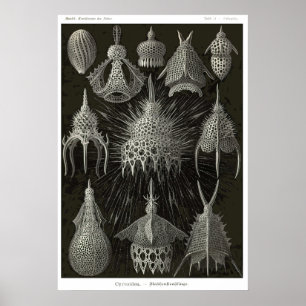 Platte 31 Cyrtoidea Poster