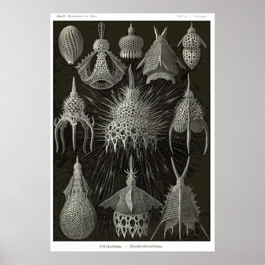 Platte 31 Kirtoidee Poster (Vorne)