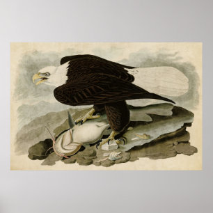 Platte 31   Weißkopfadler   Vögel in Amerika Poster