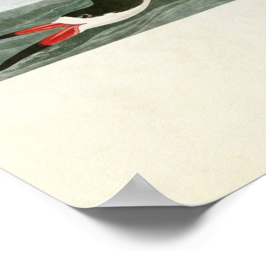 Platte 323 | Schwarzer Skimmer oder Schwarzwasser Poster (Ecke)