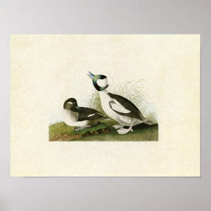 Platte 325 Büffelköpfe Vögel in Amerika Poster