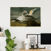 Platte 326 | Gannet | Vögel in Amerika Poster (Heimbüro)