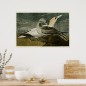 Platte 326 | Gannet | Vögel in Amerika Poster (Küche)