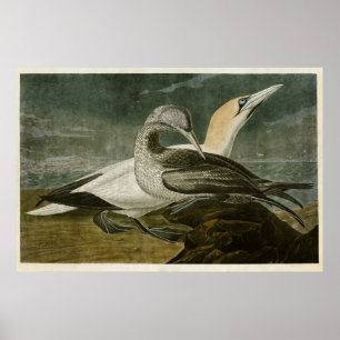 Platte 326   Gannet   Vögel in Amerika Poster