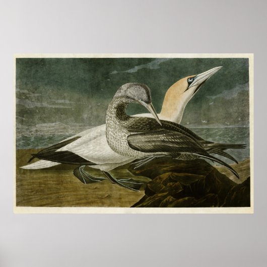 Platte 326 | Gannet | Vögel in Amerika Poster (Vorne)