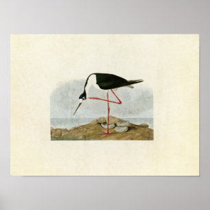 Platte 328   Lang-Bär   Vögel in Amerika Poster