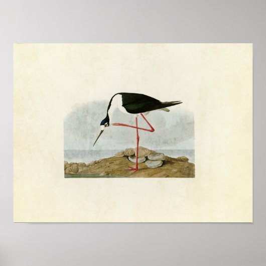 Platte 328 | Lang-Bär | Vögel in Amerika Poster (Vorne)
