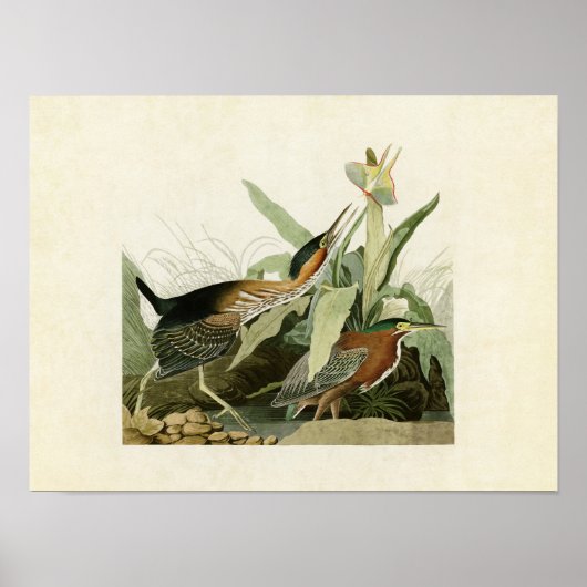Platte 333 | Grüne Herde | Vögel in Amerika Poster (Vorne)