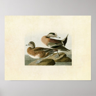 Platte 345 American Widgeon Vögel in Amerika Poster