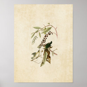 Platte 34 Wurm Eating Warbler Vögel in Amerika Poster