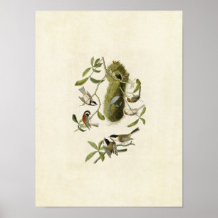 Platte 353 Kastaniengedeckte Titmaus Poster