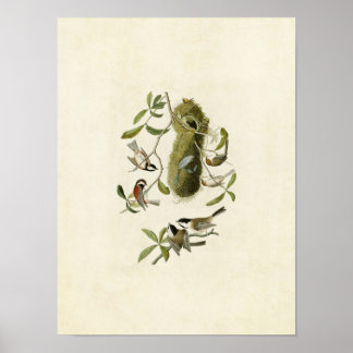 Platte 353 | Kastaniengedeckte Titmaus Poster