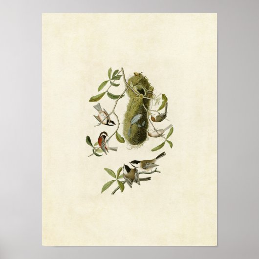 Platte 353 | Kastaniengedeckte Titmaus Poster (Vorne)