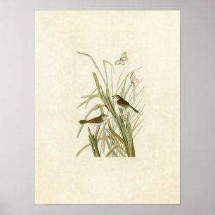 Platte 355   MacGillivray's Finch Poster