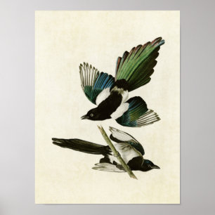 Platte 357 American Magpie Vögel in Amerika Poster