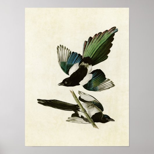 Platte 357 | American Magpie | Vögel in Amerika Poster (Vorne)