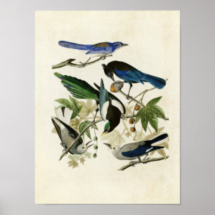Platte 362   Gelbbillige Magpie & Stellers Jay Poster