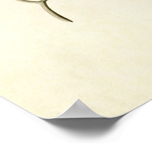 Platte 363 | Bohemischer Chatterer | Vögel in Amer Poster (Ecke)