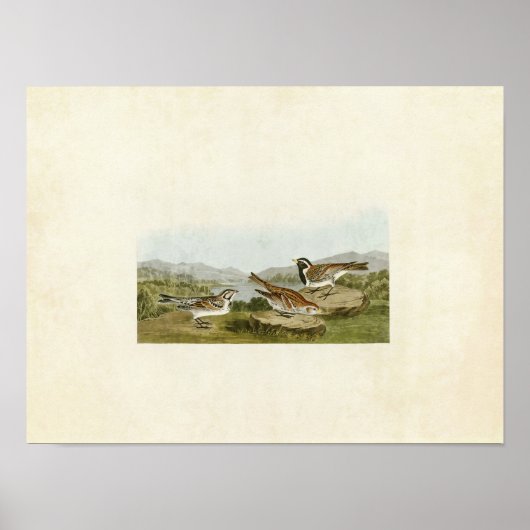 Platte 365 | Lappland Longspur | Vögel in Amerika Poster (Vorne)