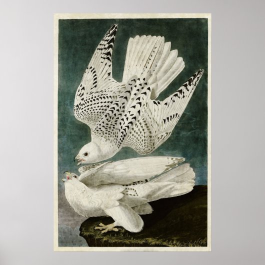 Platte 366 | Island oder Jer Falcon Poster (Vorne)