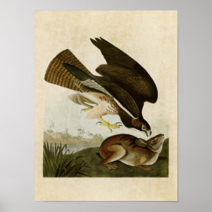 Platte 372 Bussard Vögel in Amerika Poster