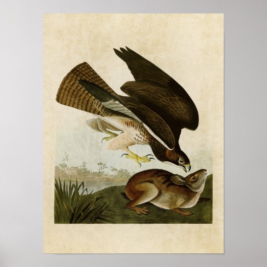 Platte 372 | Bussard | Vögel in Amerika Poster (Vorne)