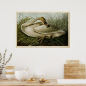 Platte 376 | Trumpeter Swan | Vögel in Amerika Poster (Küche)