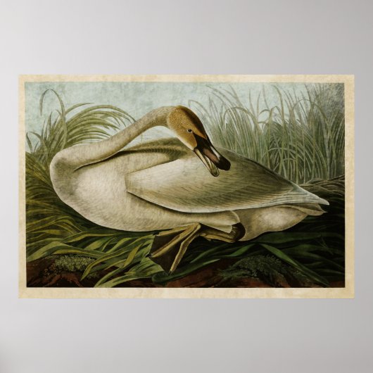 Platte 376 | Trumpeter Swan | Vögel in Amerika Poster (Vorne)
