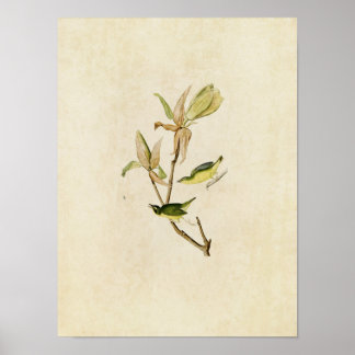 Platte 38 | Kentucky Warbler | Vögel in Amerika Poster