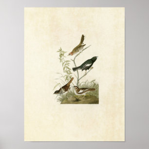 Platte 390   Lark Finch, Prairie Finch & Sparrow Poster