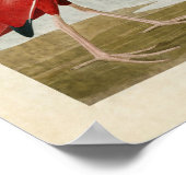 Platte 397 | Scarlet Ibis | Vögel in Amerika Poster (Ecke)