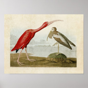 Platte 397   Scarlet Ibis   Vögel in Amerika Poster