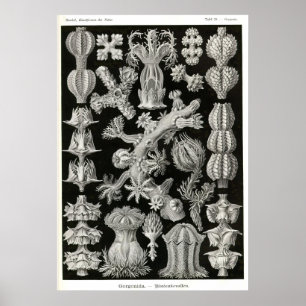 Platte 39 Gorgonia Poster