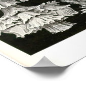 Platte 39 Gorgonia Poster (Ecke)