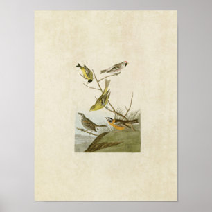 Platte 400 Siskin, Redpoll, Tanager & Finch Poster
