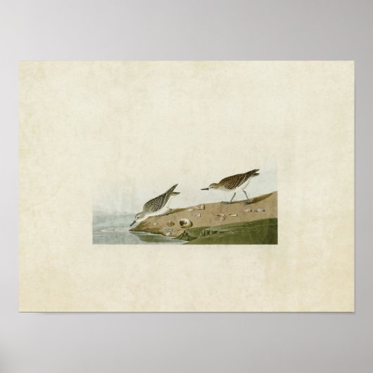 Platte 405 | Sandpiper Poster (Vorne)