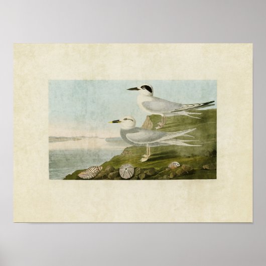 Platte 409 | Havell's Tern und Trudeau's Tern Poster (Vorne)