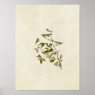 Platte 414 Golden Winged and Cape May Warblers Poster