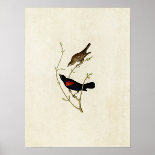 Platte 420   Prairie Starling   Vögel in Amerika Poster