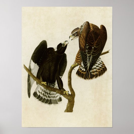 Platte 422 | Rough-Leged Falcon | Vögel in Amerika Poster (Vorne)