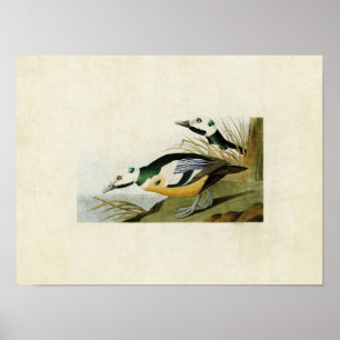 Platte 429   Western Duck   Vögel in Amerika Poster