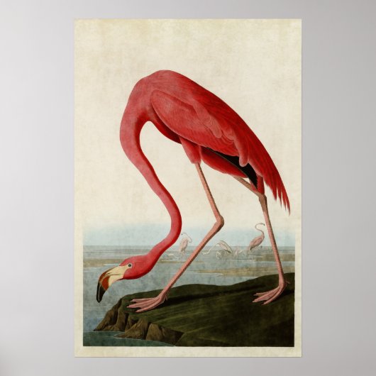 Platte 431 | American Flamingo | Vögel in Amerika Poster (Vorne)