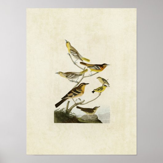 Platte 433 | Orioles, Goldfinch und Thrushes Poster (Vorne)