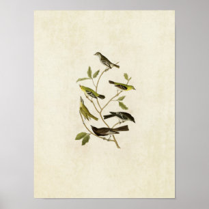 Platte 434   Flügelfänger, Warbler, Vireo und Pewe Poster